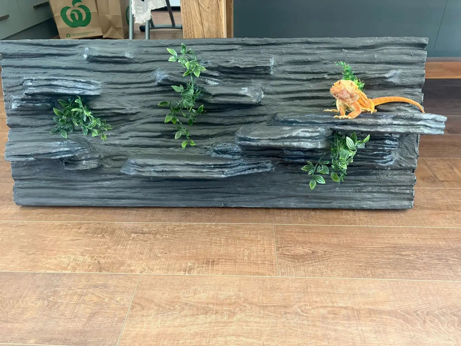 Orange bearded dragon sitting on a fully black four-foot rocky backdrop before enclosure installation