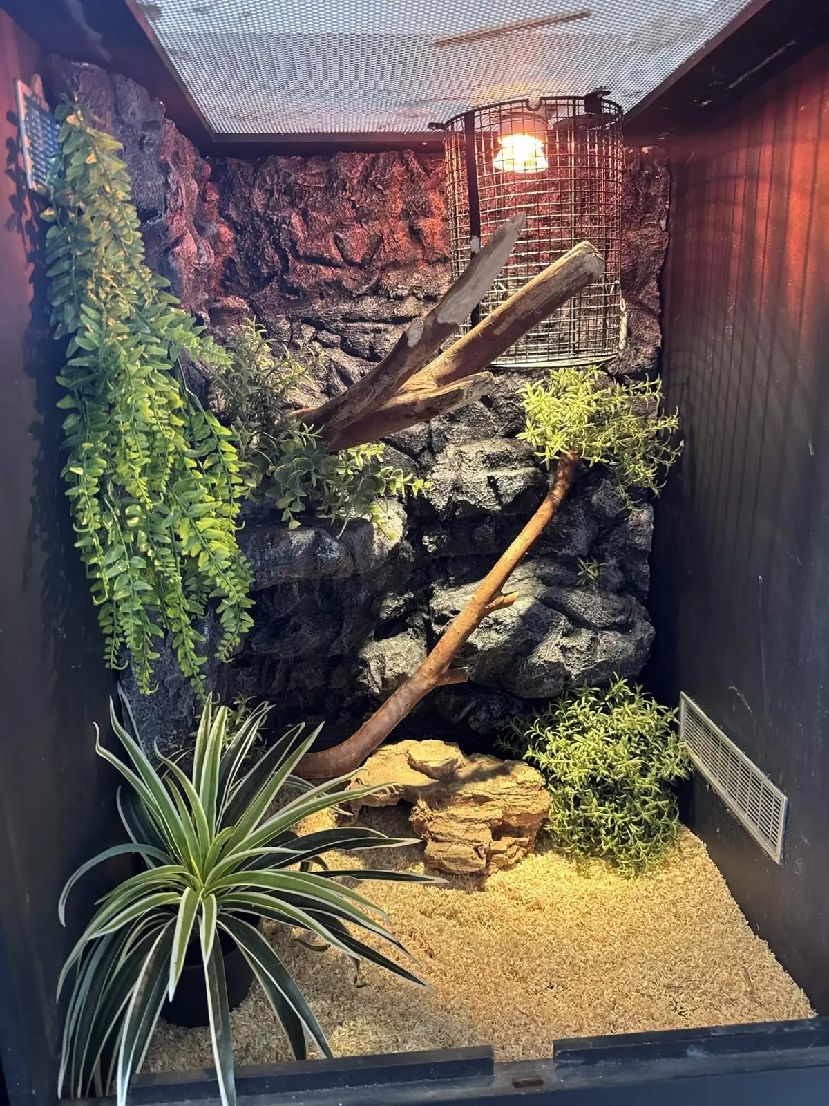 Finished two-by-three-foot spotted python enclosure with rocky backdrop, branches, greenery and warm lighting