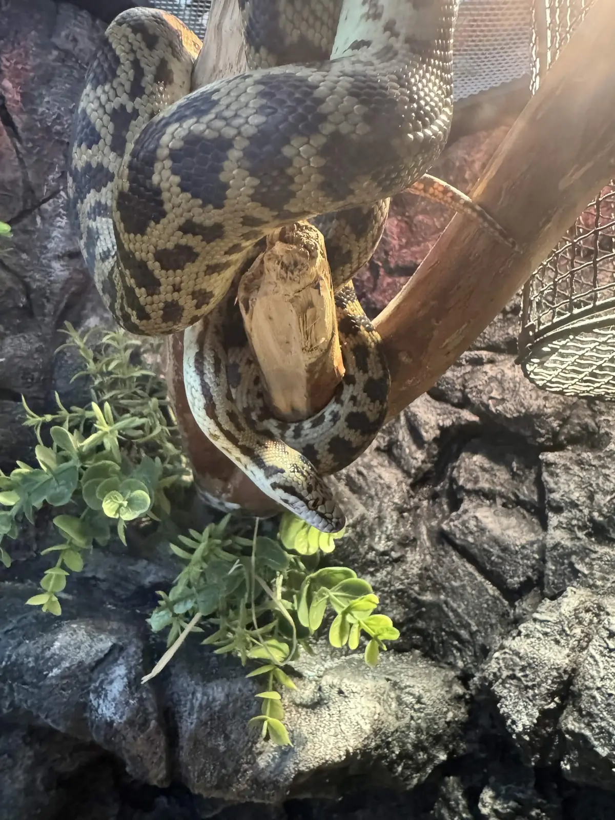Resident inspection complete during the finished 2 × 3 ft spotted python backdrop project