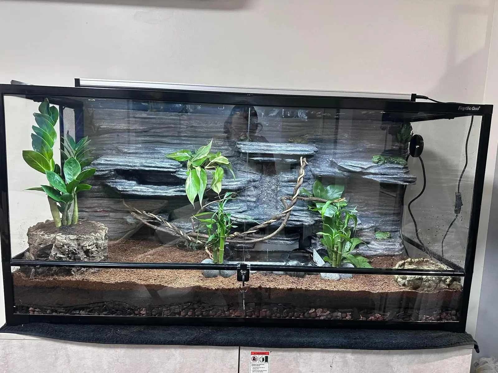 Finished four-foot green tree frog enclosure with layered rock backdrop, plants and central waterfall