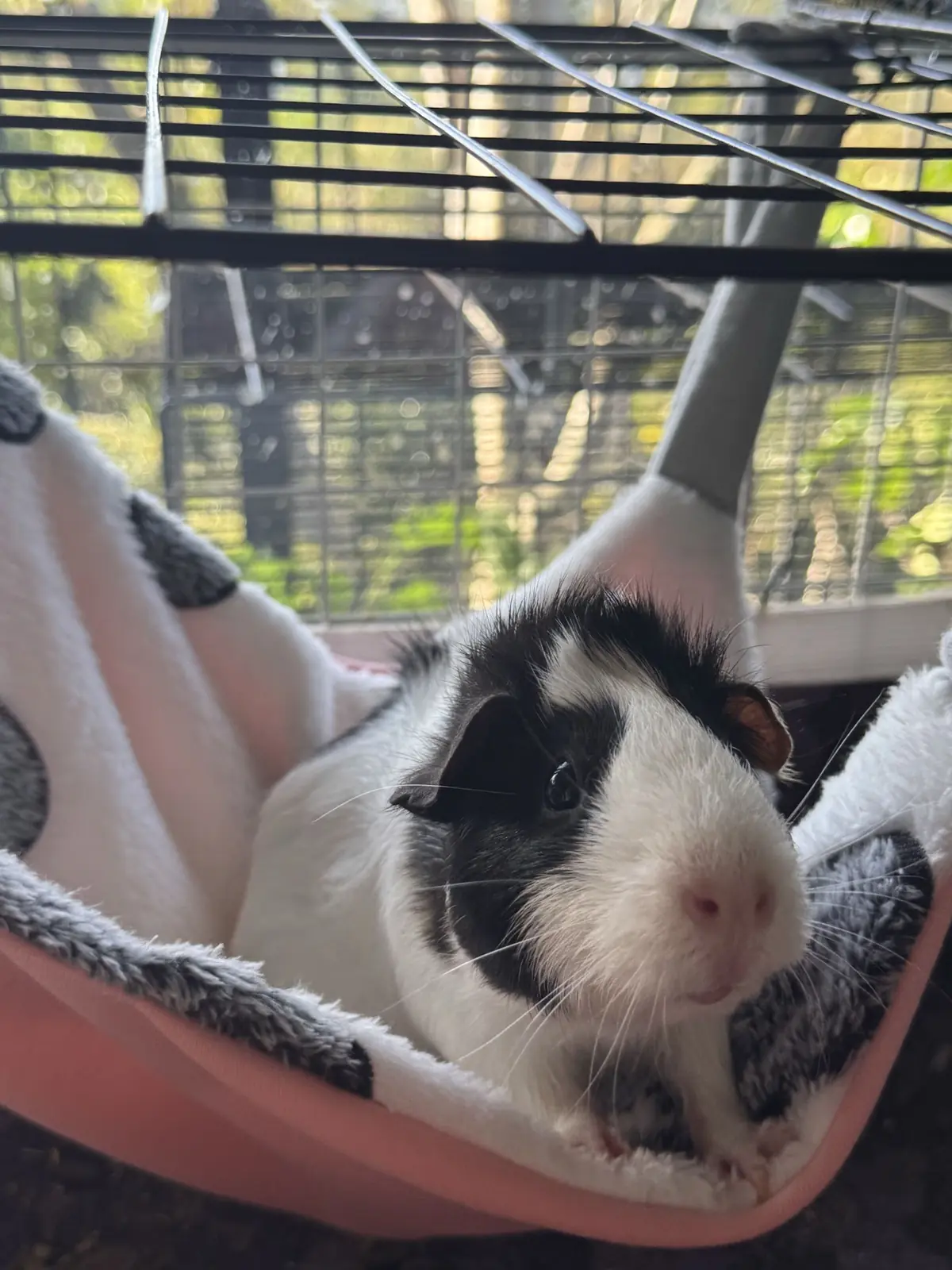 Guinea pig relaxing in an Oddball-made hanging hammock