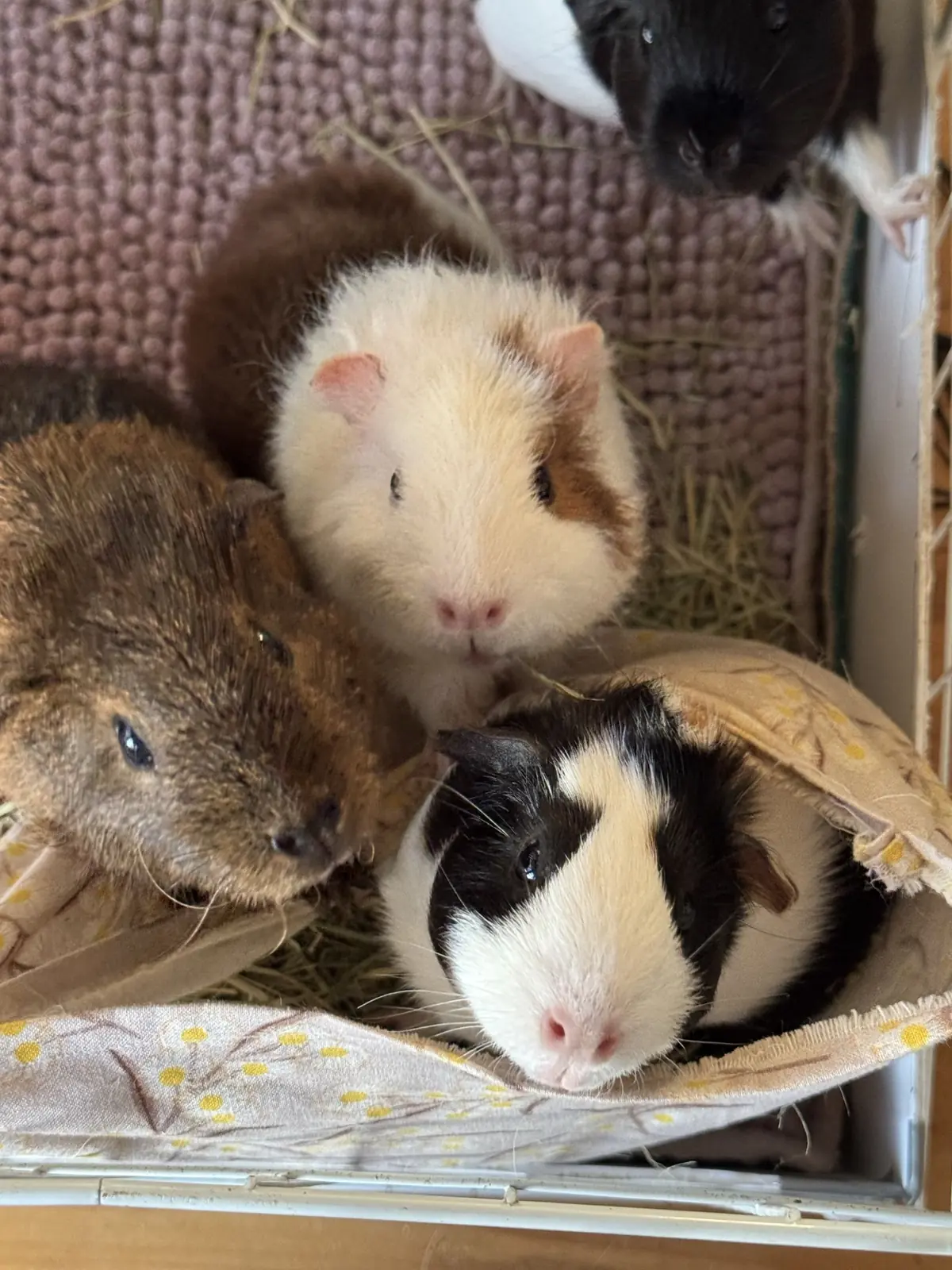 Several guinea pigs enjoying Oddball-made fabric hammocks and hides